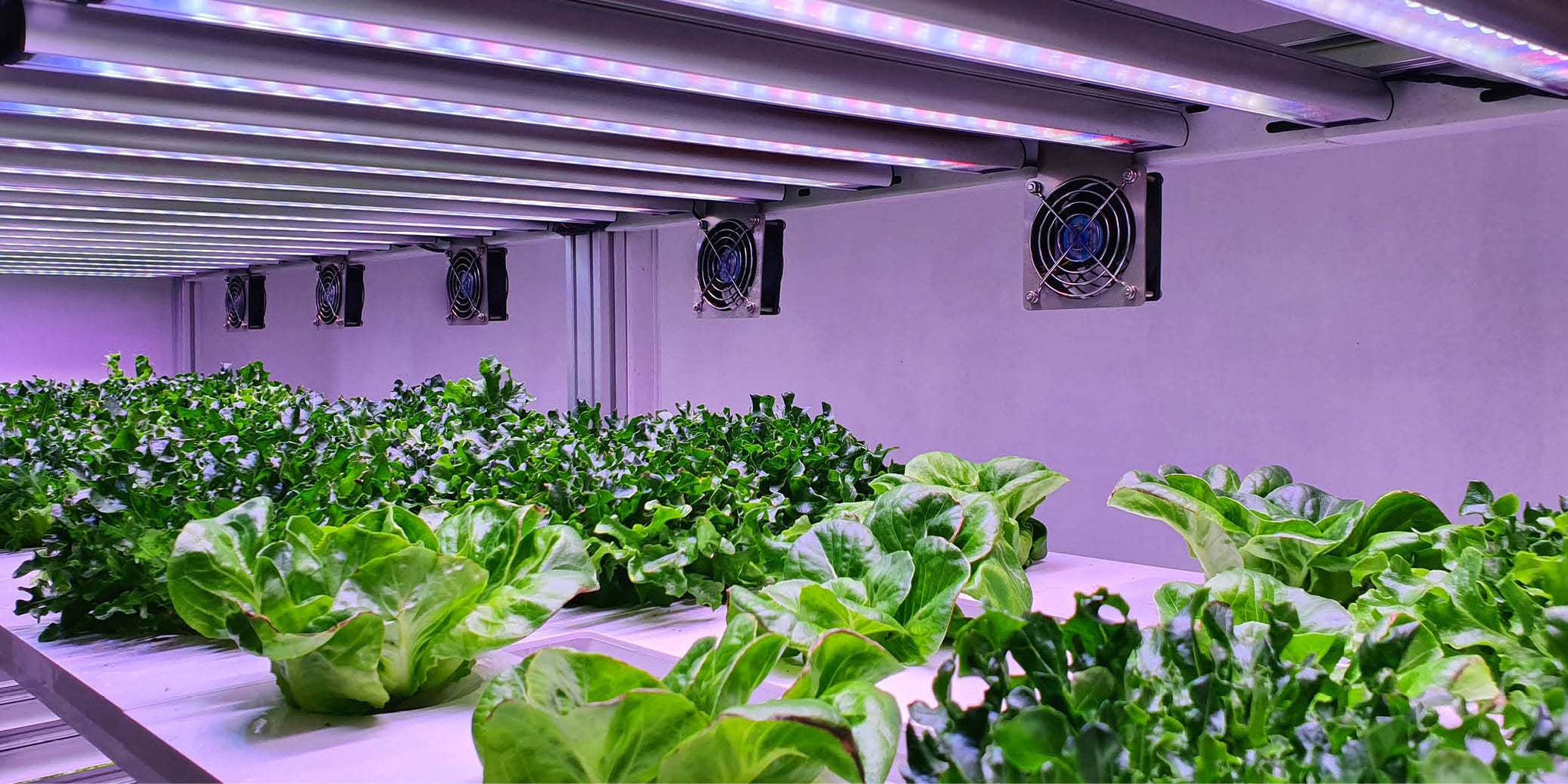 UV-LED Produkte — LEDs.de